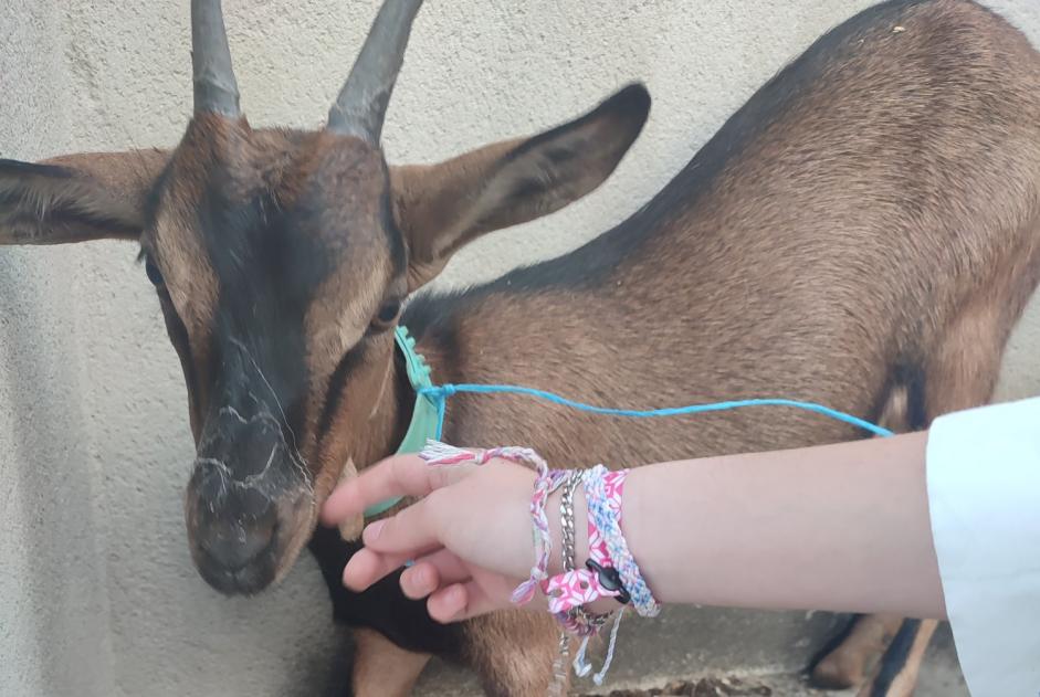 Discovery alert Goat Unknown Bourgs sur Colagne France