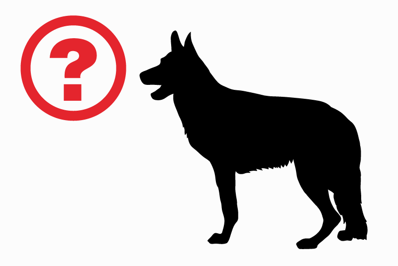 Verdwijningsalarm Hond  Vrouwtje , 1 jaar Monts-de-Randon Frankrijk