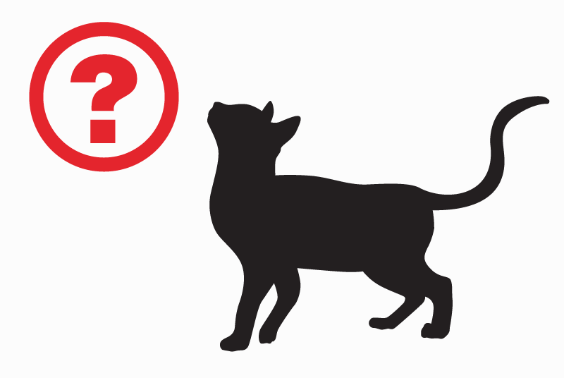 Avviso scomparsa Gatto incrocio di razze Maschio , 10 anni Pierrefiche Francia Avviso scomparsa Gatto incrocio di razze Maschio , 10 anni Pierrefiche Francia