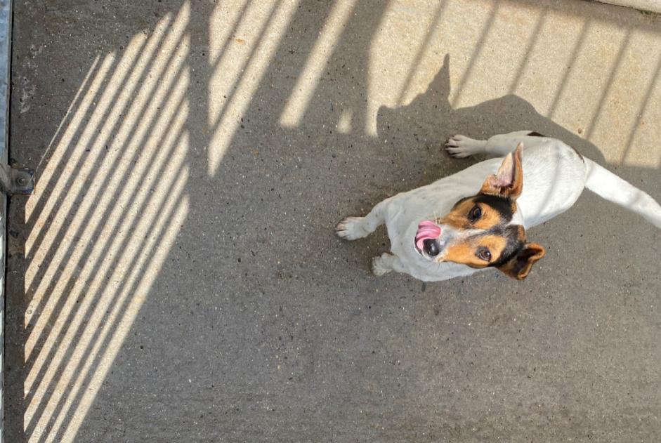 Fundmeldung Hond  Männlech , 4 Joer Triel-sur-Seine France