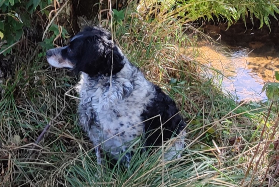 Alerta desaparecimento Cão cruzamento Macho , 8 anos Brion France