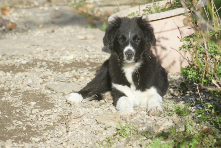 Alerta desaparecimento Cão cruzamento Macho , 0 anos Pourcharesses France