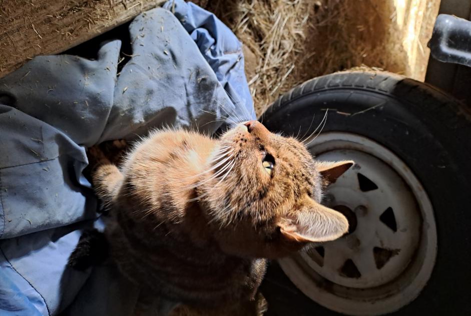 Alerta descoberta Gato Desconhecido Monts-de-Randon France